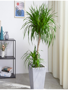 探秘宁波专业植物租摆，领略别样生机