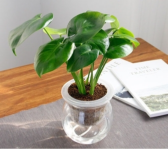 花木租摆选哪里？宁波鄞州服务好等你来！