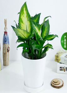 宁波镇海绿植租摆价格实惠