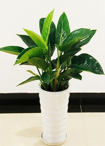 想让空间焕新？前湾花木租赁方案别错过！