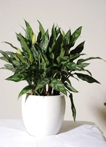 前湾植物租赁专业，打造独特绿色空间